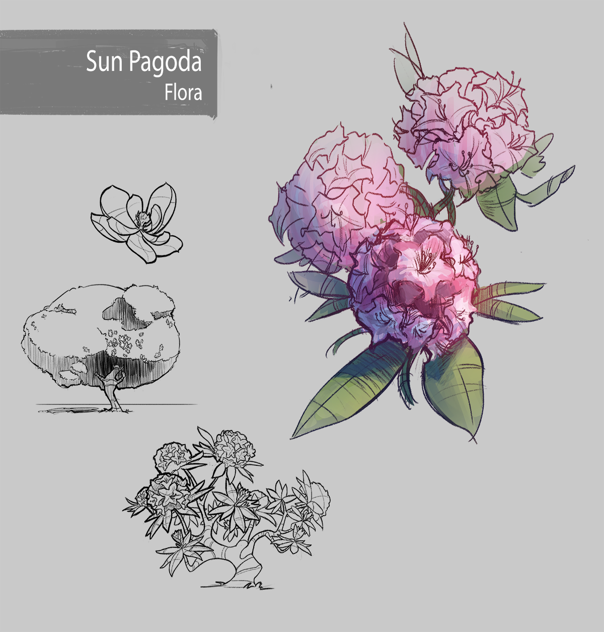 Sketches of rhododendrons, a magnolia tree, and a magnolia flower